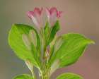 USA, Washington State, Seabeck. Close-up of weigela blossoms. Art Print